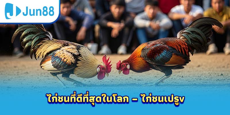 ไก่ชนที่ดีที่สุดในโลก – ไก่ชนเปรู