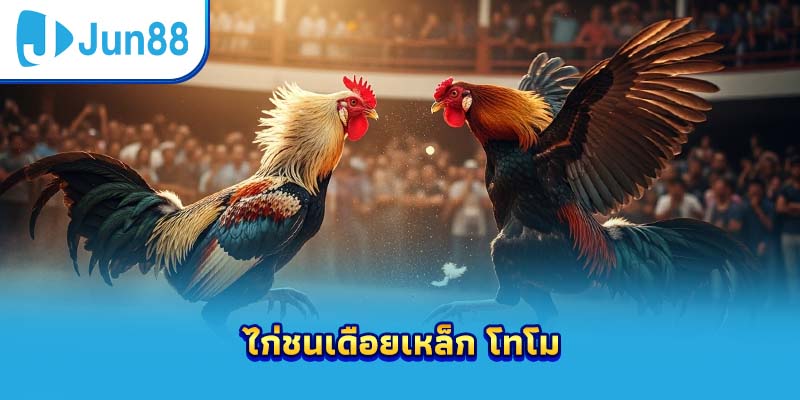 ไก่ชนเดือยเหล็ก โทโม