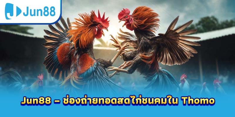 Jun88 – ช่องถ่ายทอดสดไก่ชนคมใน Thomo