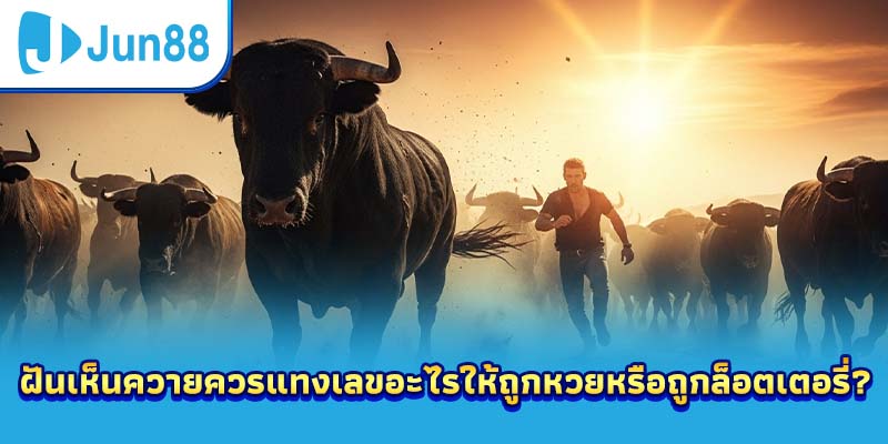 ฝันเห็นควายควรแทงเลขอะไรให้ถูกหวยหรือถูกล็อตเตอรี่?