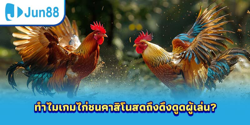 ทำไมเกมไก่ชนคาสิโนสดถึงดึงดูดผู้เล่น?