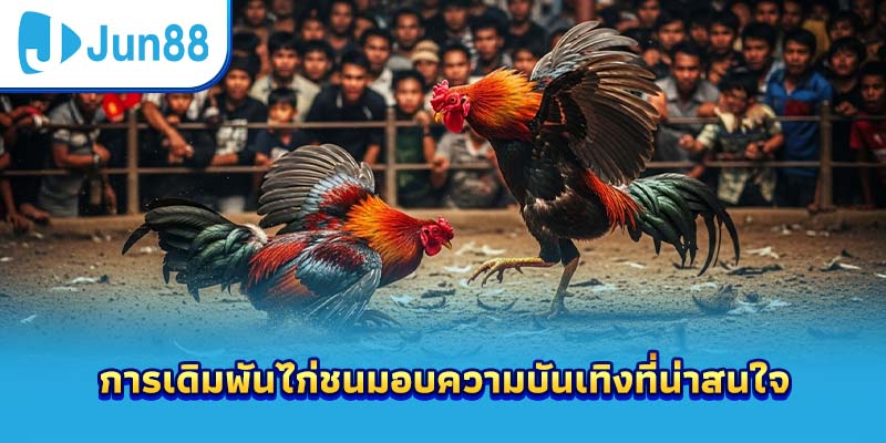 การเดิมพันไก่ชนมอบความบันเทิงที่น่าสนใจ