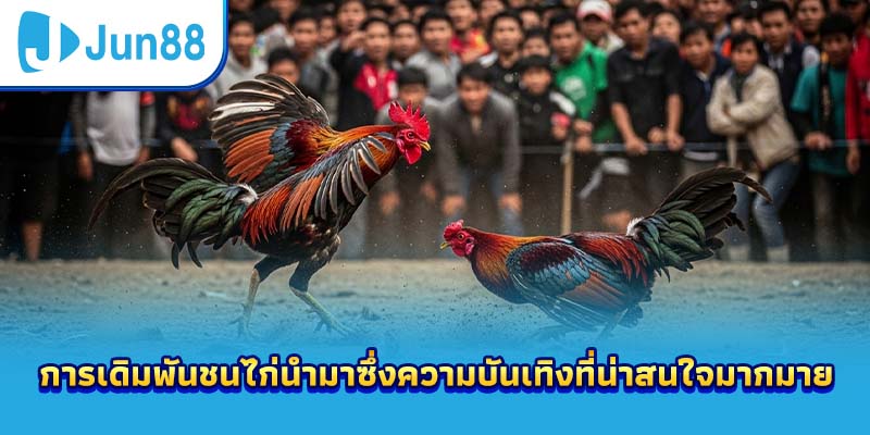 การเดิมพันชนไก่นำมาซึ่งความบันเทิงที่น่าสนใจมากมาย