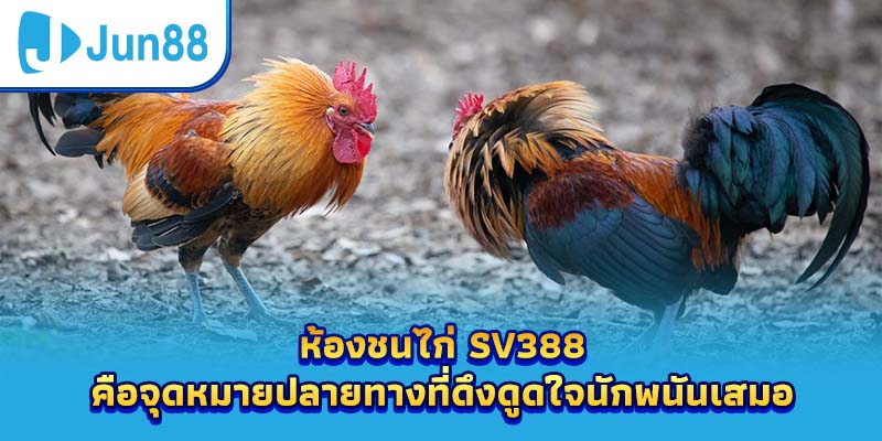 ห้องชนไก่ SV388 คือจุดหมายปลายทางที่ดึงดูดใจนักพนันเสมอ