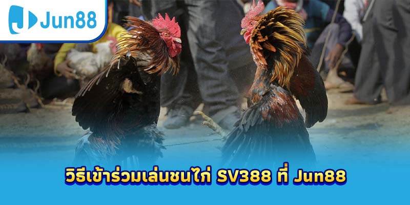 วิธีเข้าร่วมเล่นชนไก่ SV388 ที่ Jun88