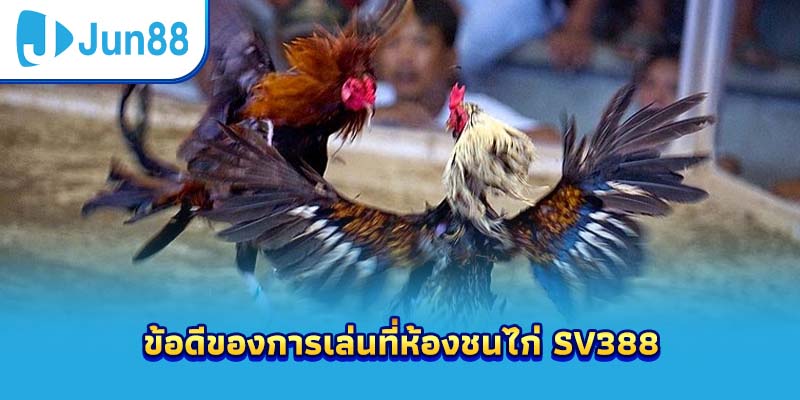 ข้อดีของการเล่นที่ห้องชนไก่ sv388